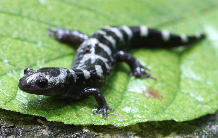 Marbled Salamander